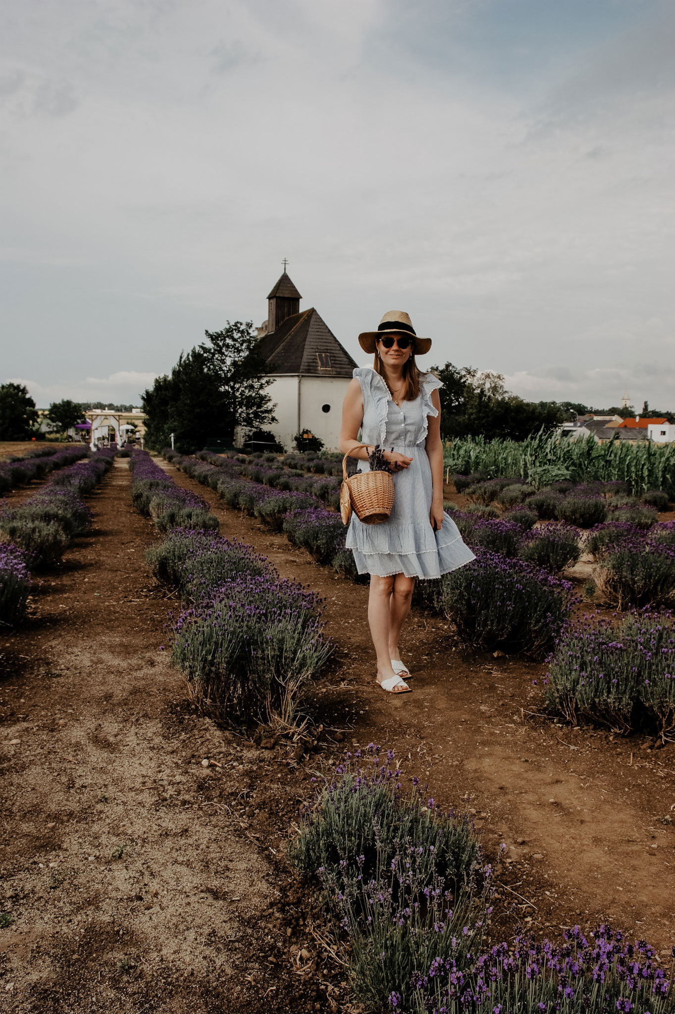 Lavendelfeld, Lavendel