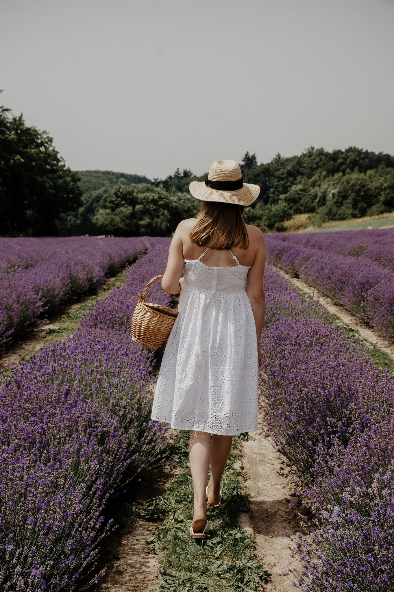 Lavendelfeld, Lavendel