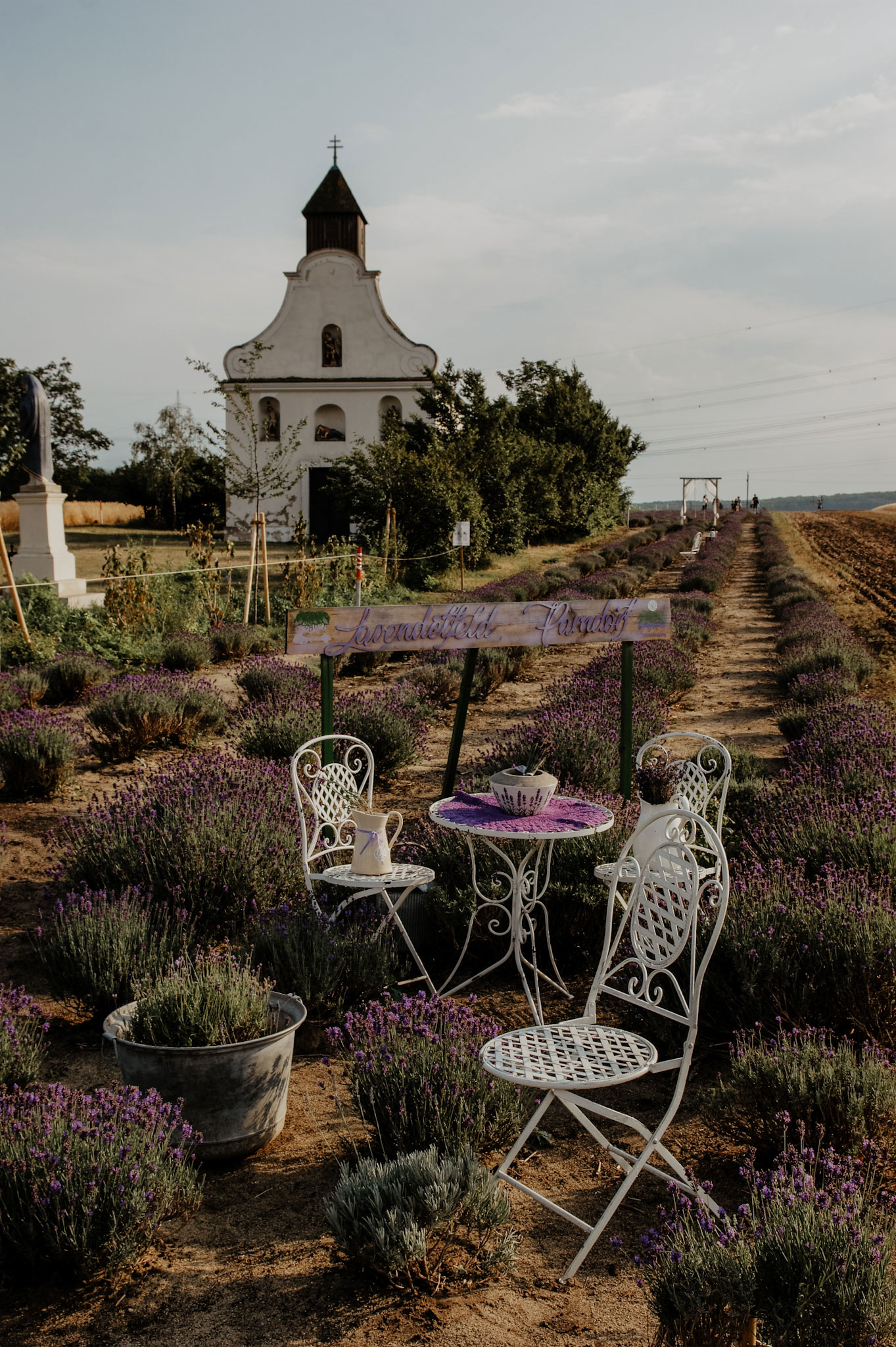 Lavendelfeld, Lavendel