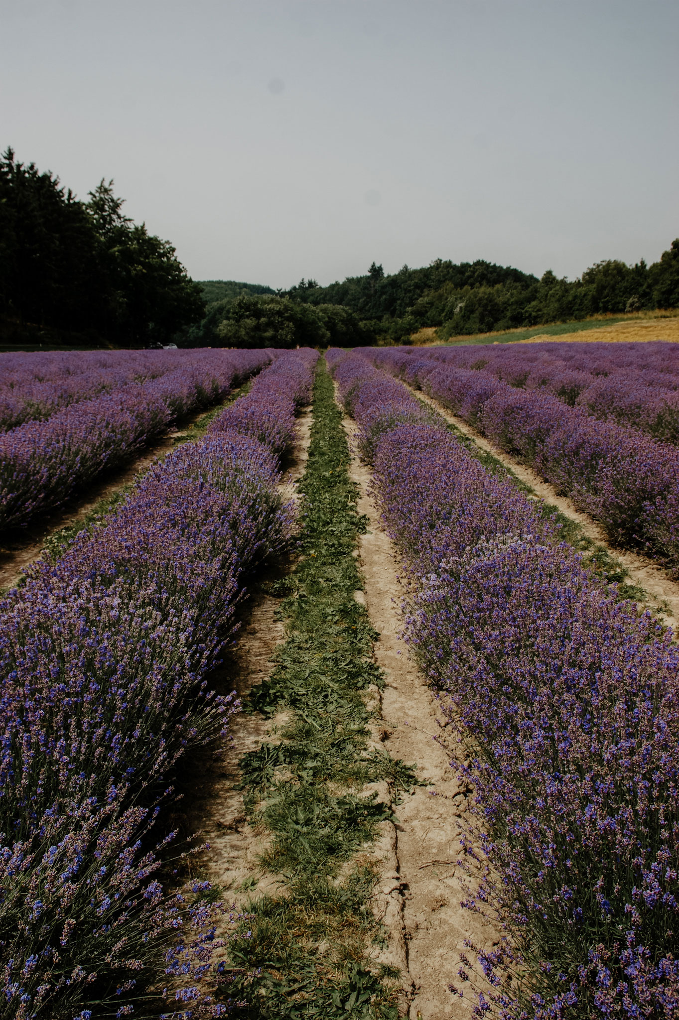 Lavendelfeld, Lavendel