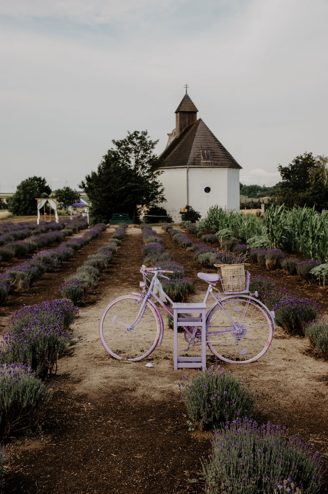 Lavendelfeld, Lavendel