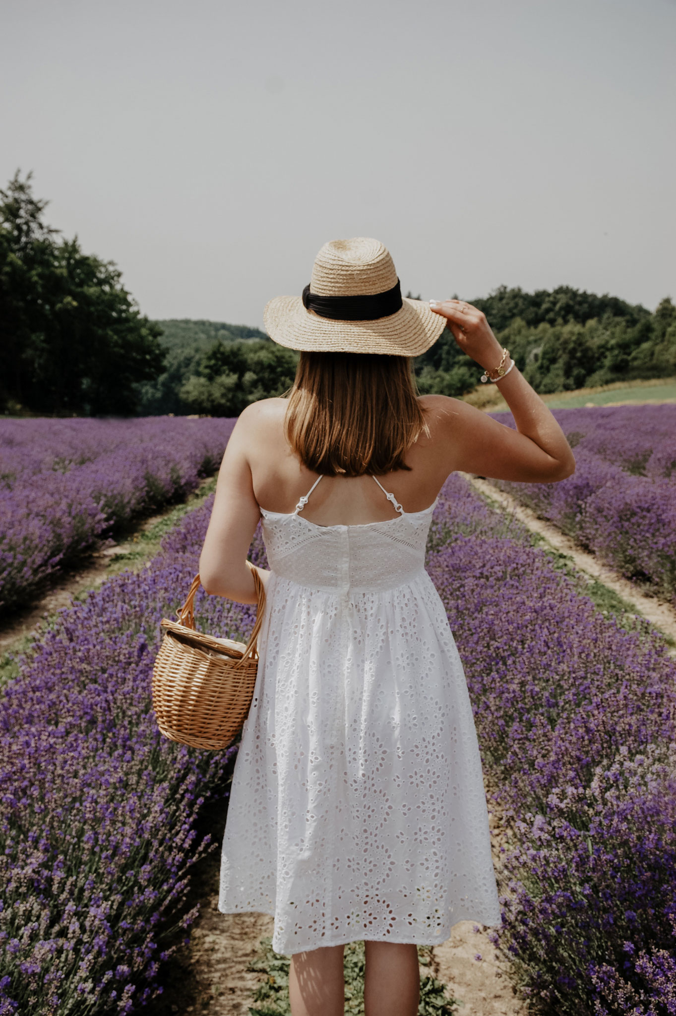 Lavendelfeld, Lavendel