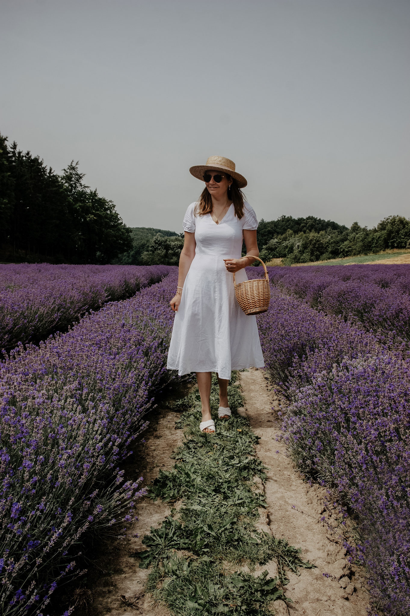 Lavendelfeld, Lavendel