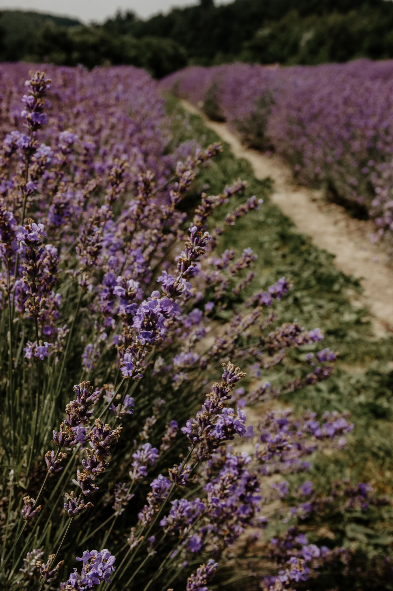Lavendelfeld, Lavendel