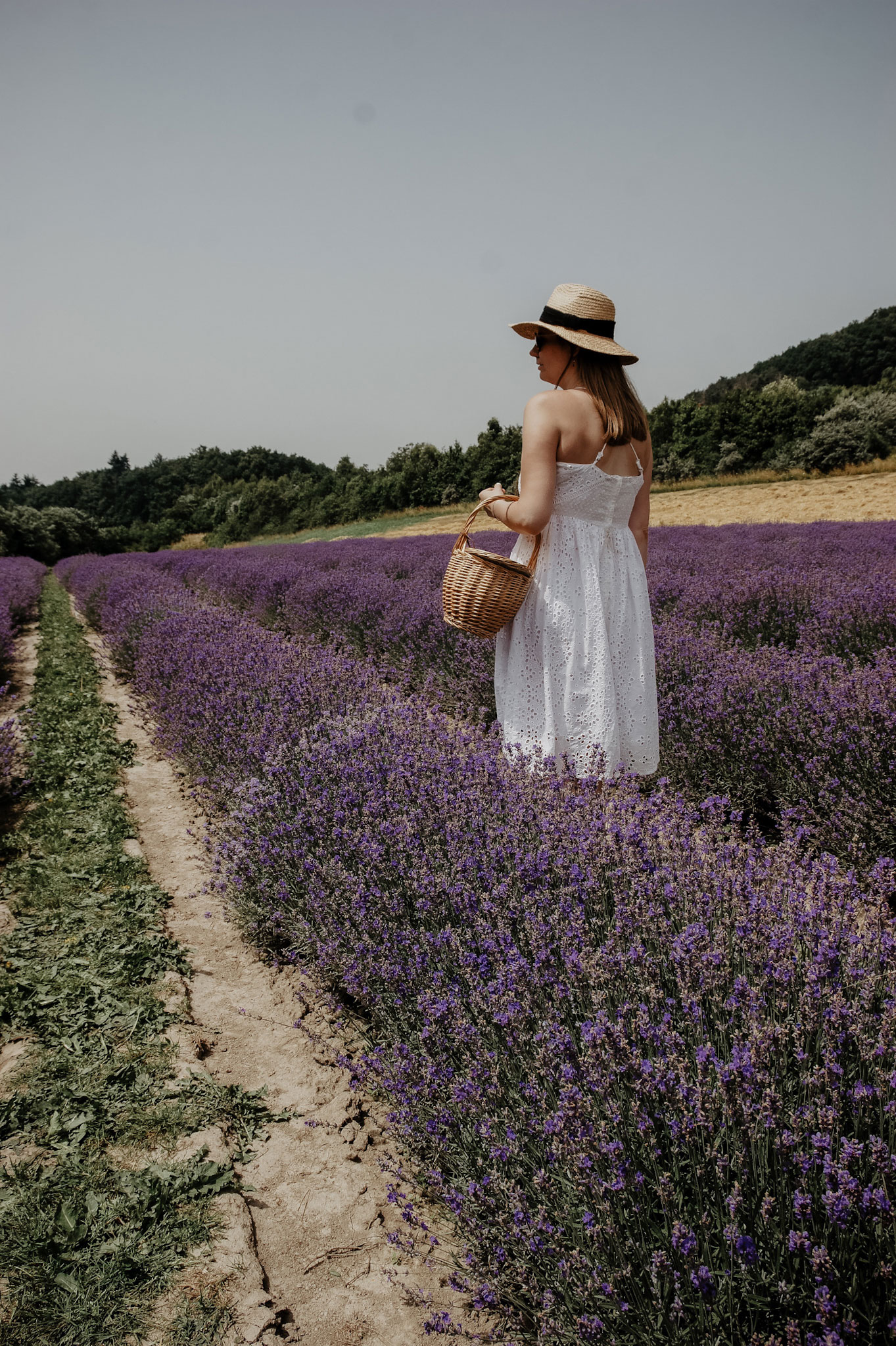 Lavendelfeld, Lavendel