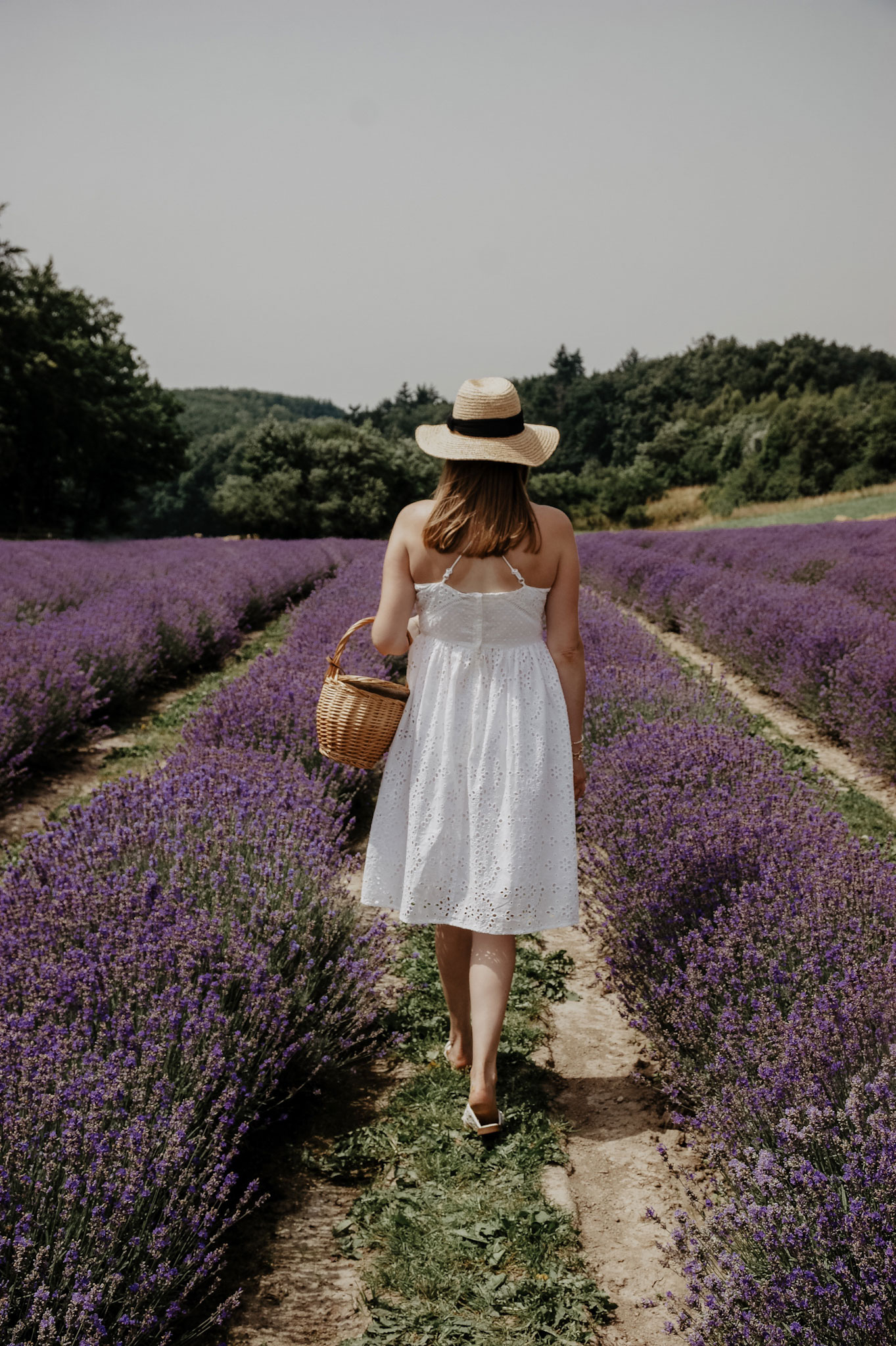 Lavendelfeld, Lavendel