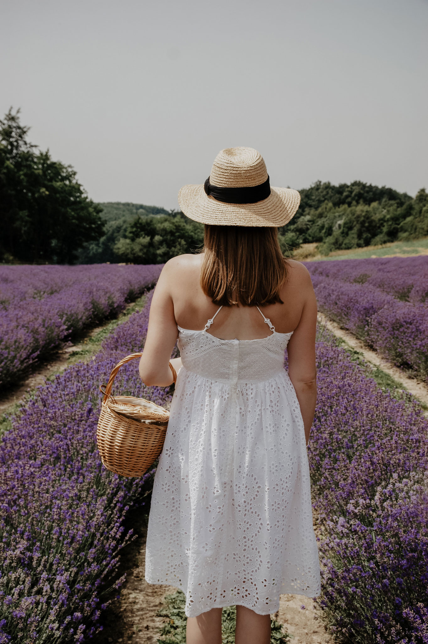 Lavendelfeld, Lavendel