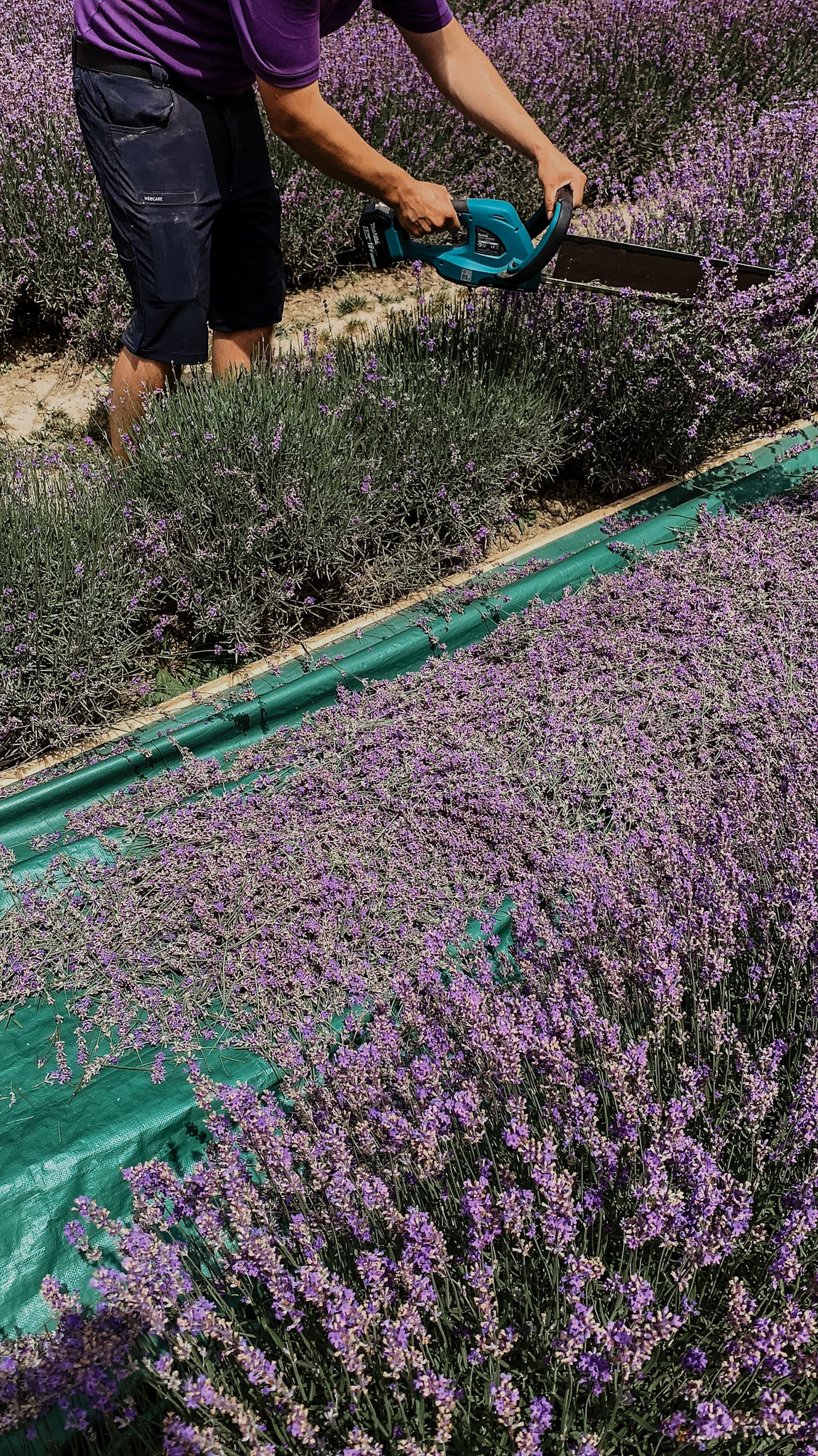 Lavendelfeld, Lavendel