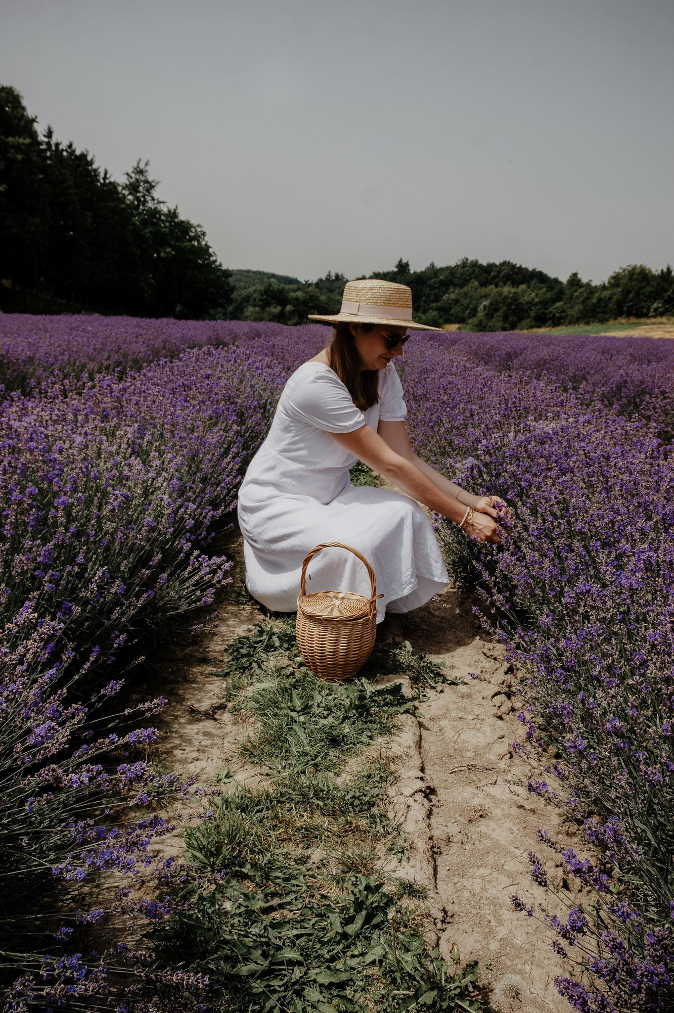 Lavendelfeld, Lavendel