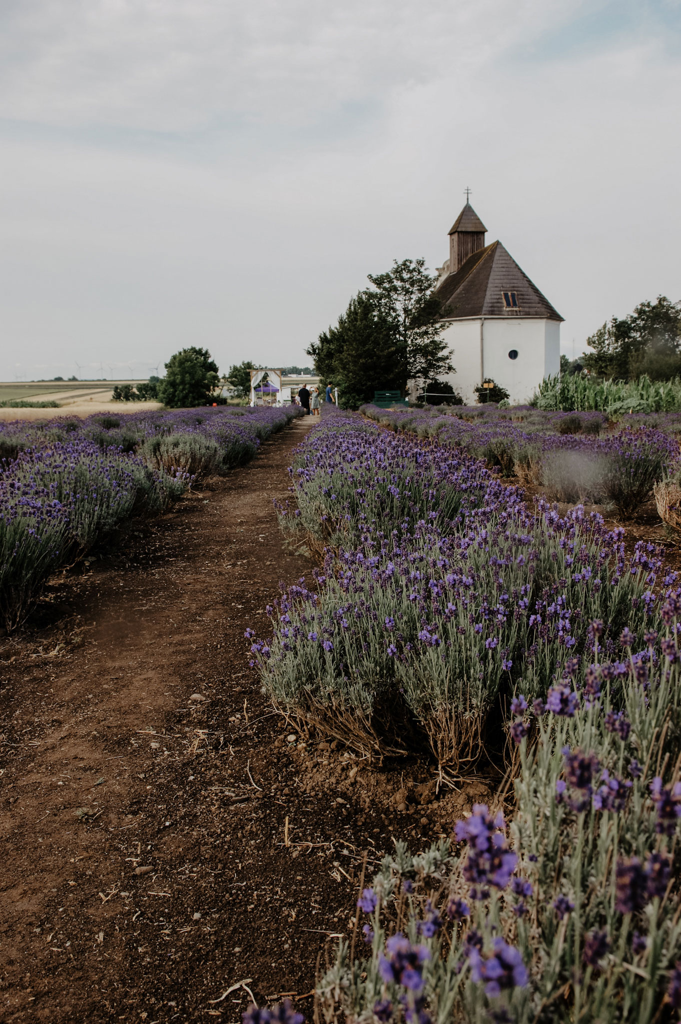 Lavendelfeld, Lavendel