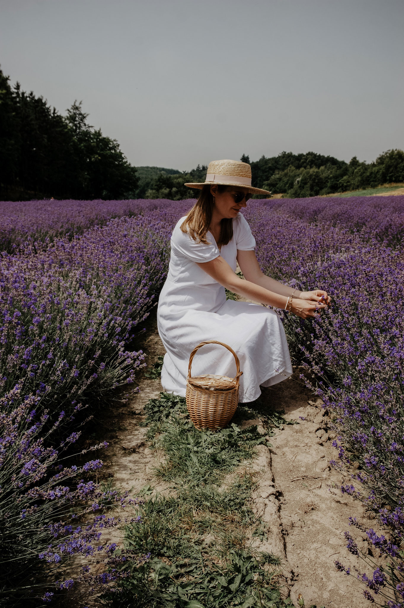 Lavendelfeld, Lavendel