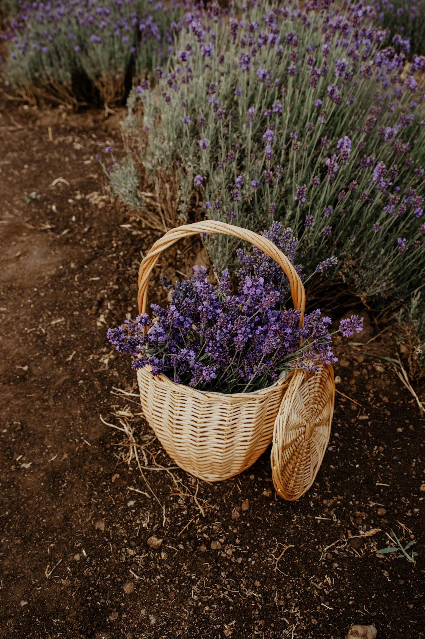 Lavendelfeld, Lavendel