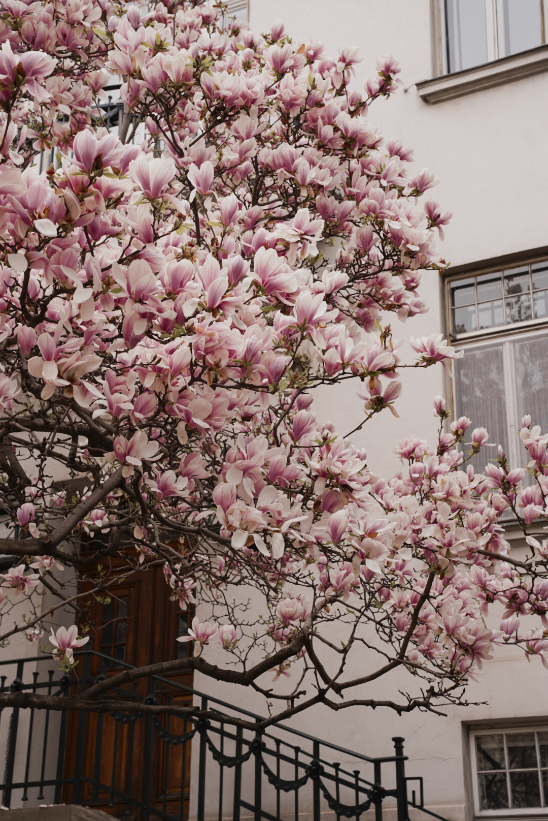 Magnolien Baum Wien Spring Vienna