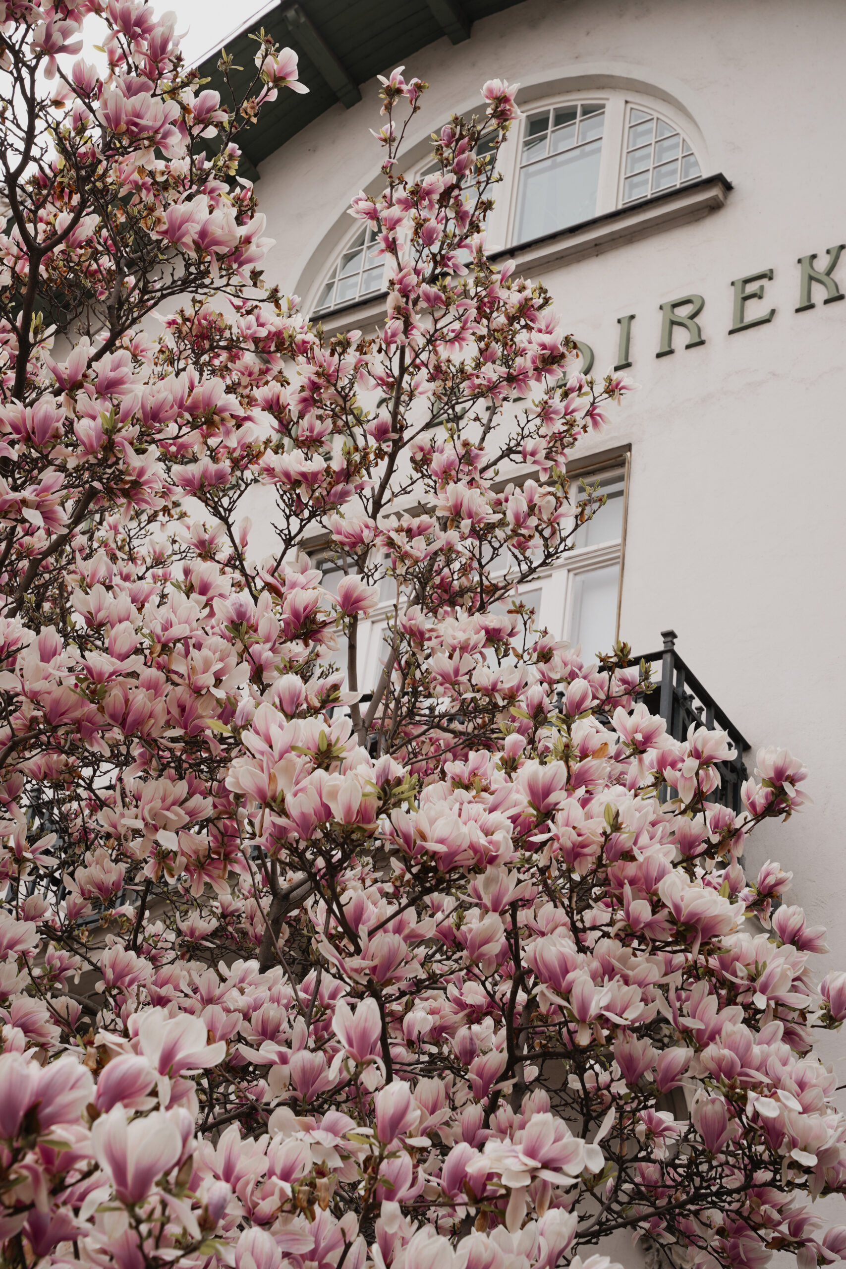 Magnolien Baum Wien Spring Vienna