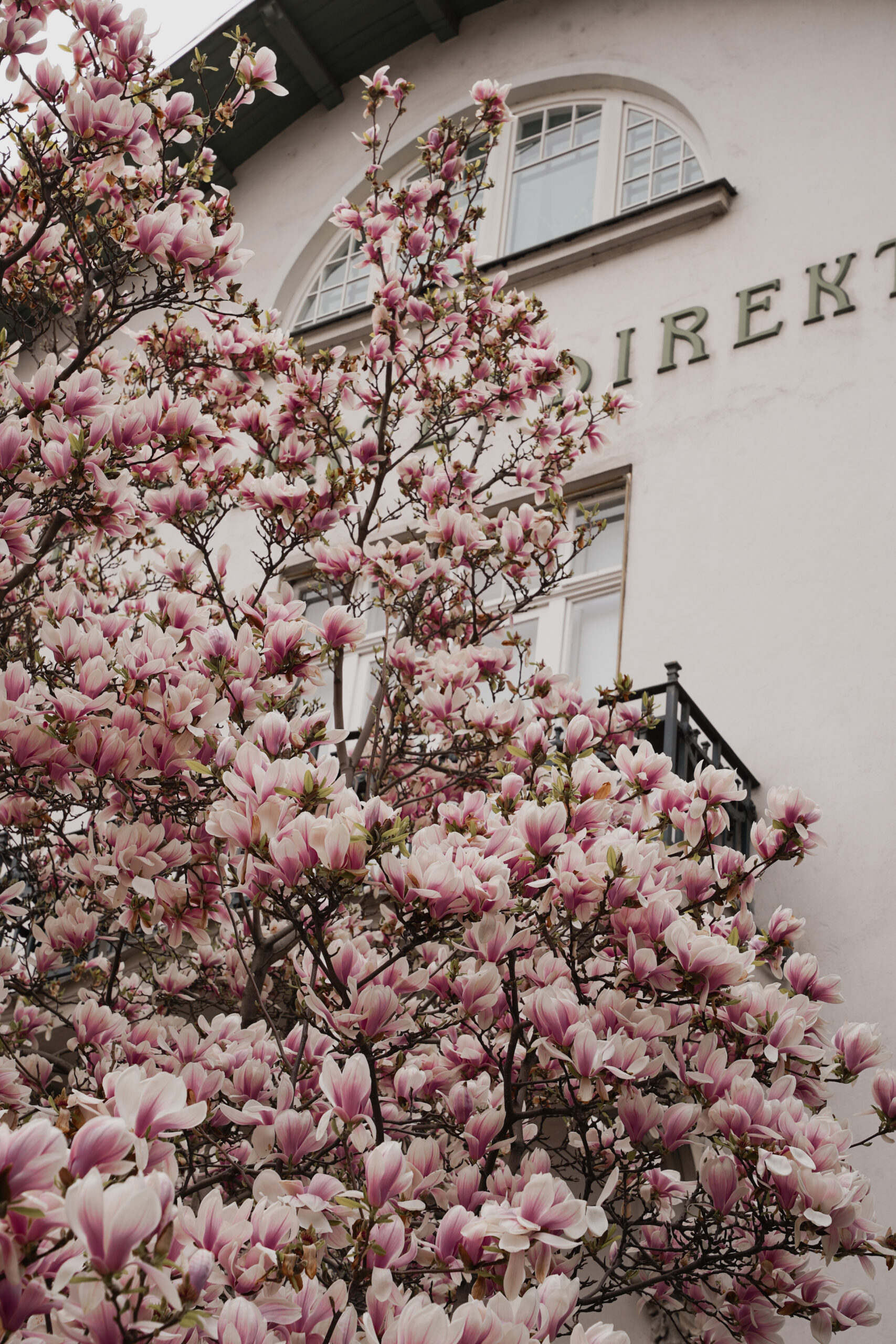 Magnolien Baum Wien Spring Vienna