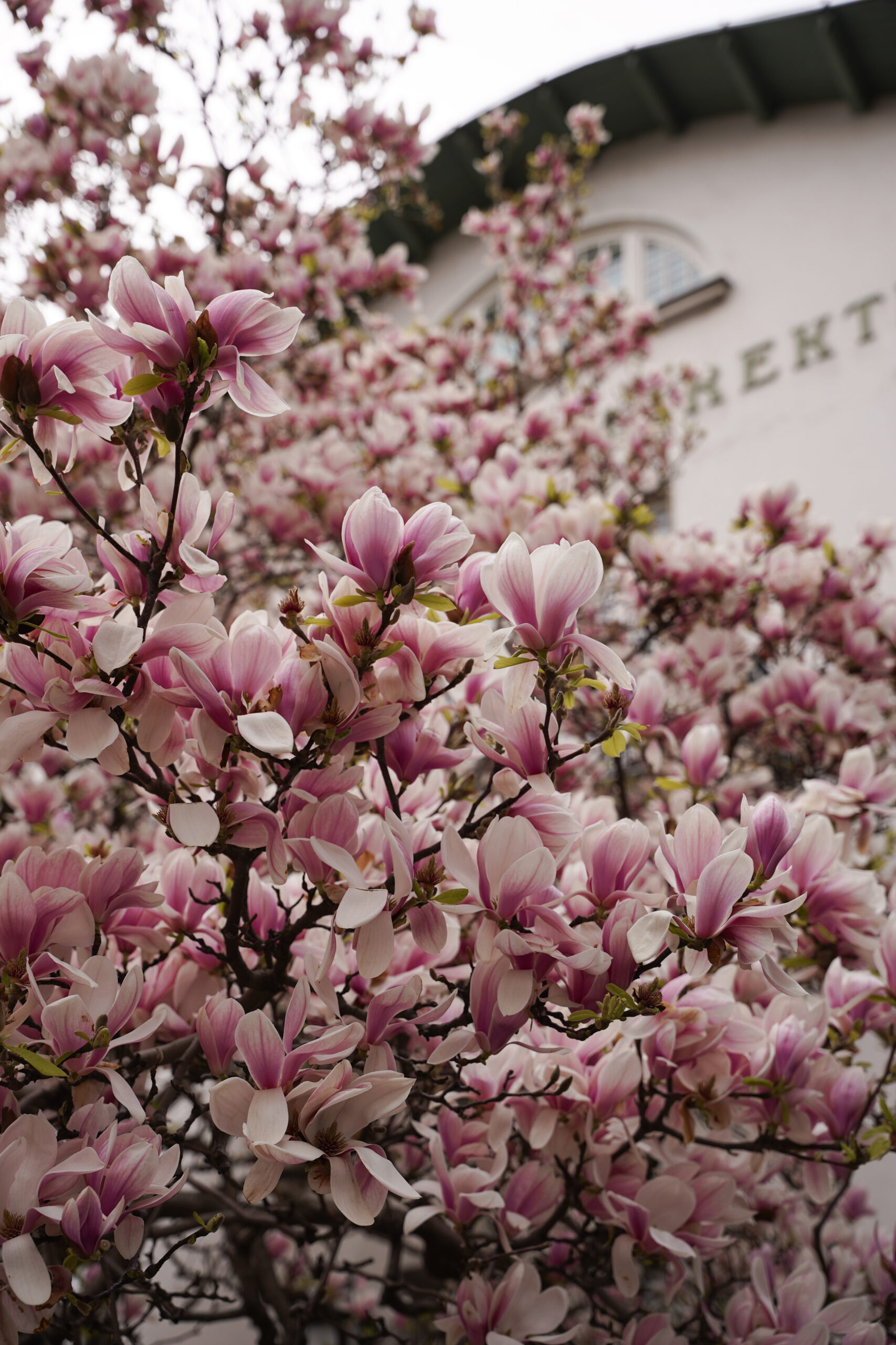 Magnolien Baum Wien Spring Vienna