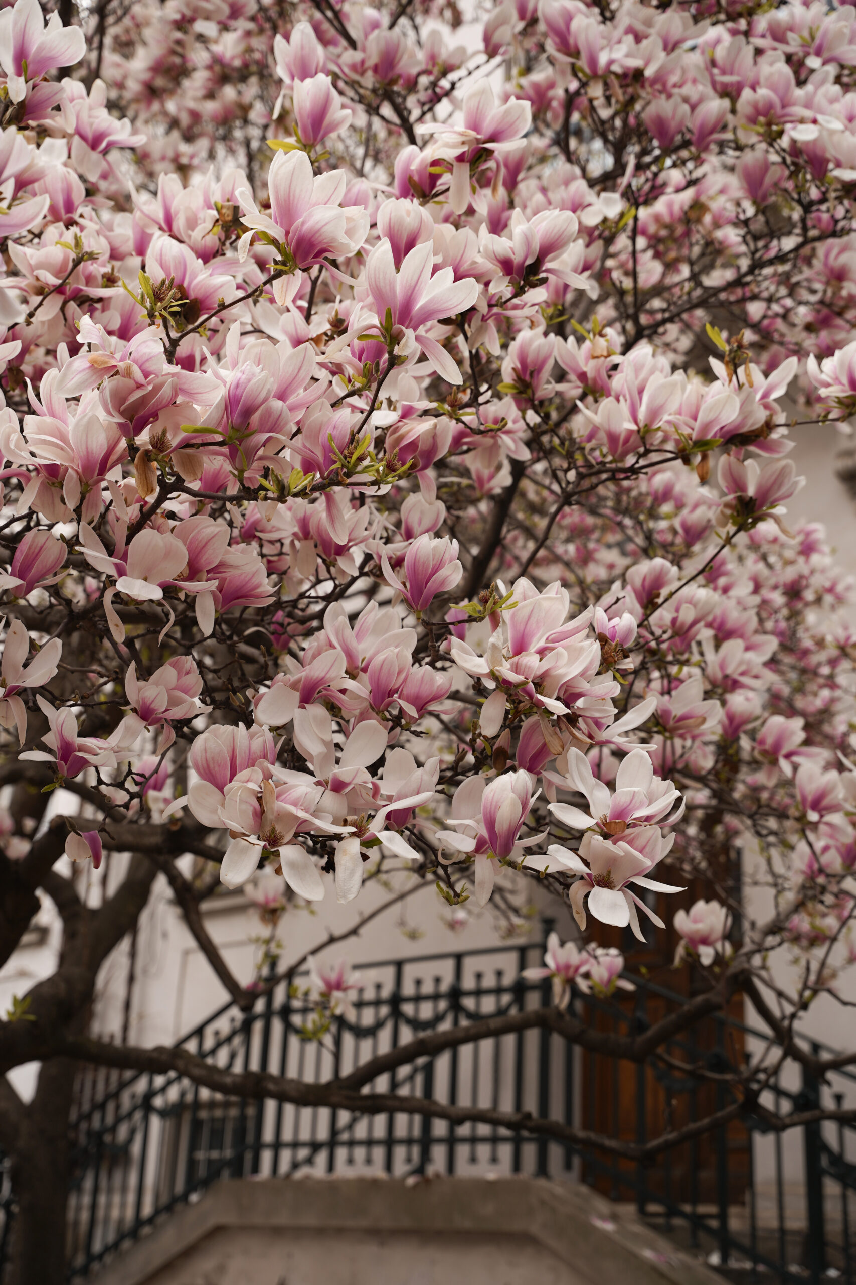 Magnolien Baum Wien Spring Vienna