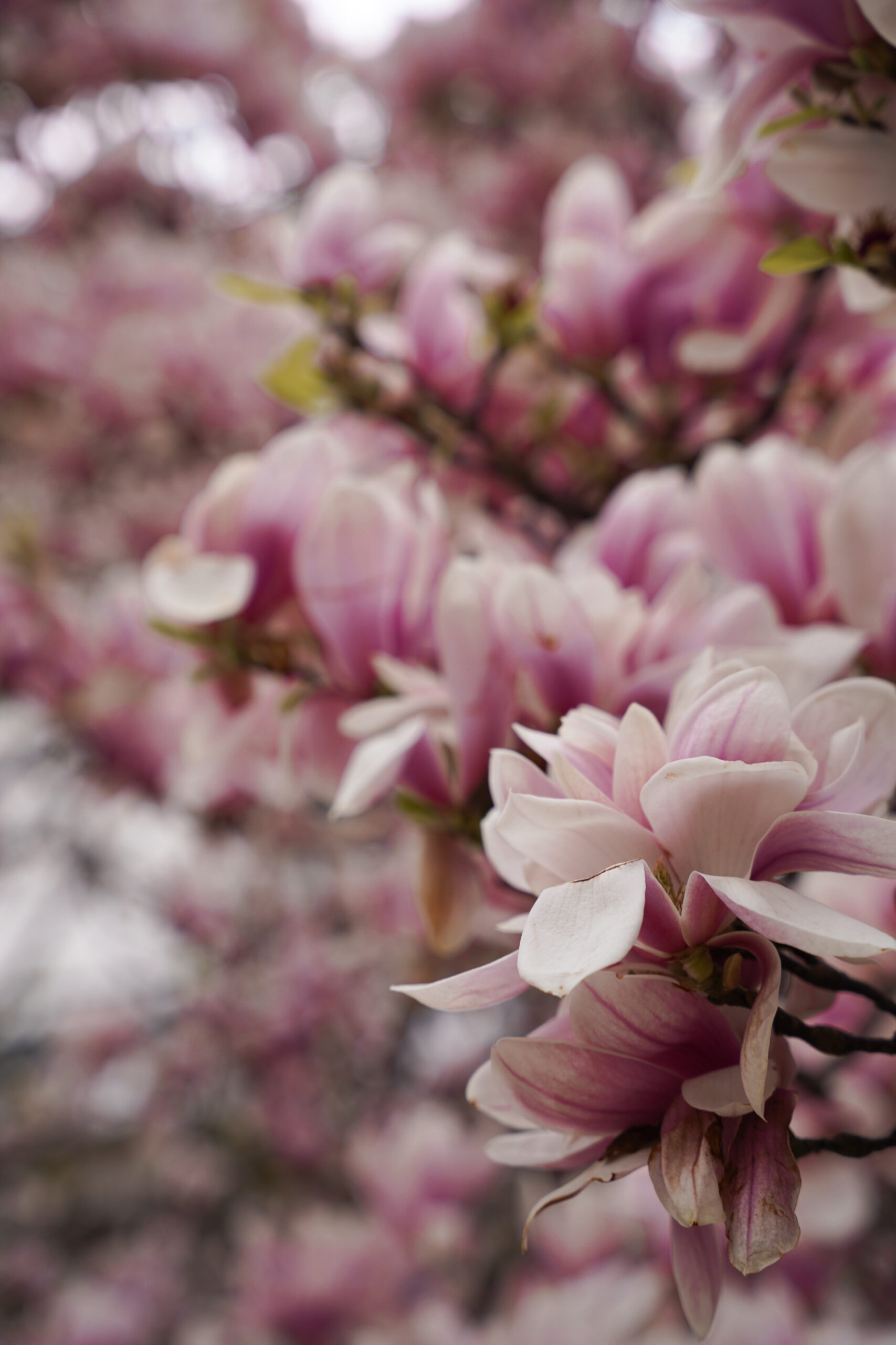 Magnolien Baum Wien Spring Vienna