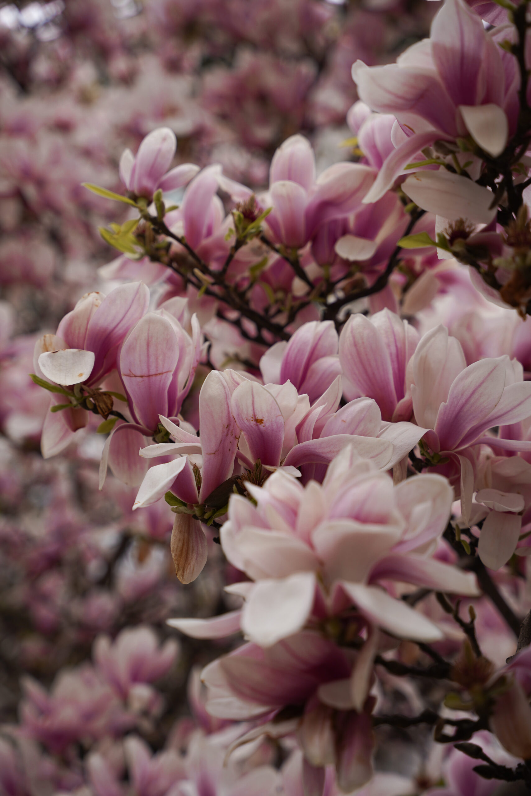 Magnolien Baum Wien Spring Vienna