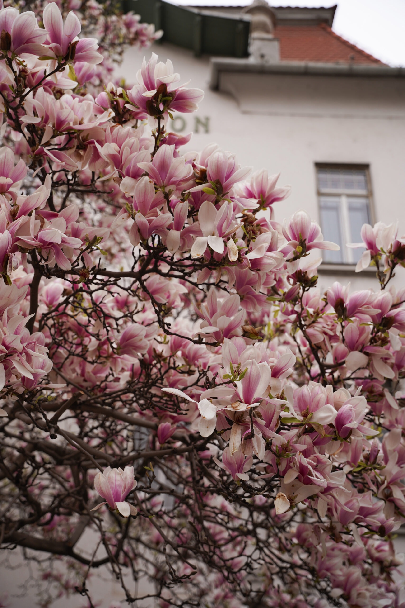 Magnolien Baum Wien Spring Vienna