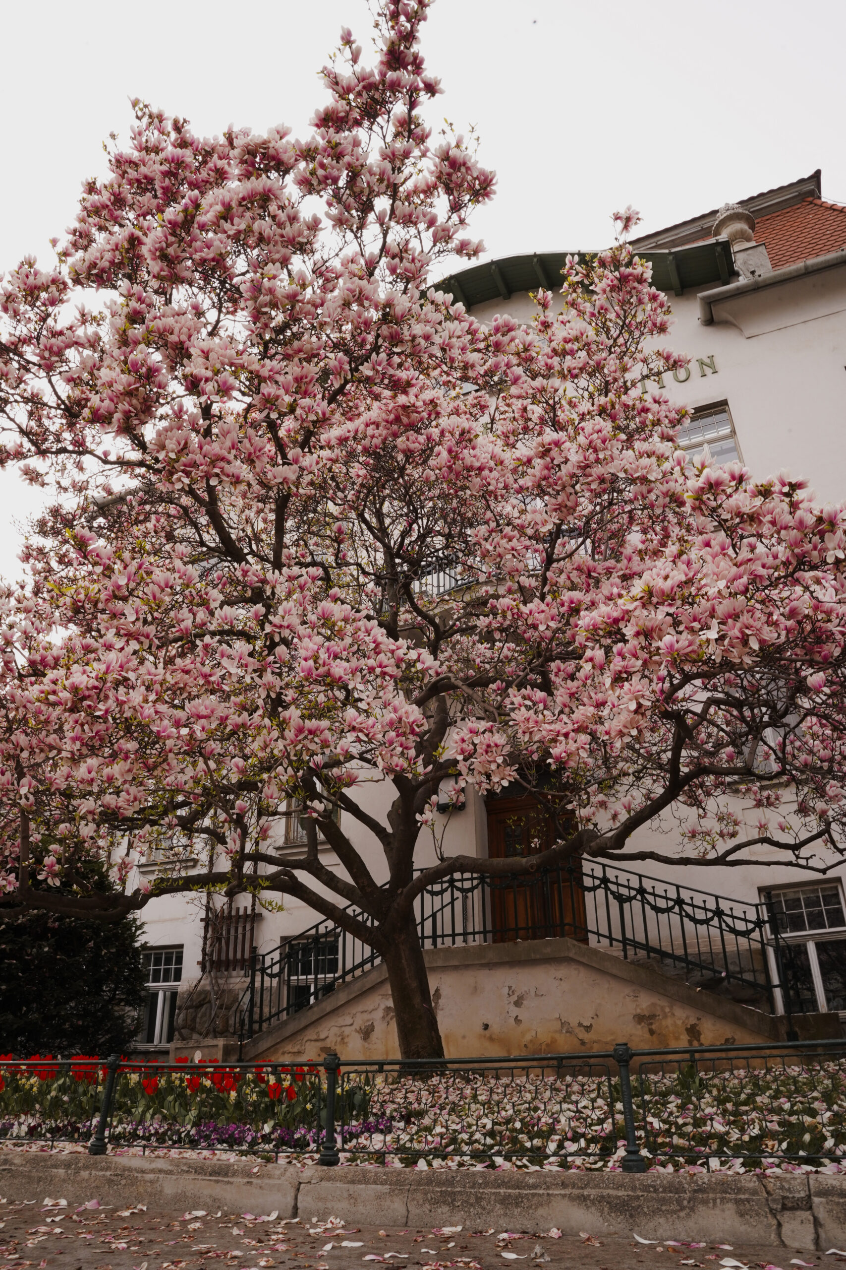 Magnolien Baum Wien Spring Vienna