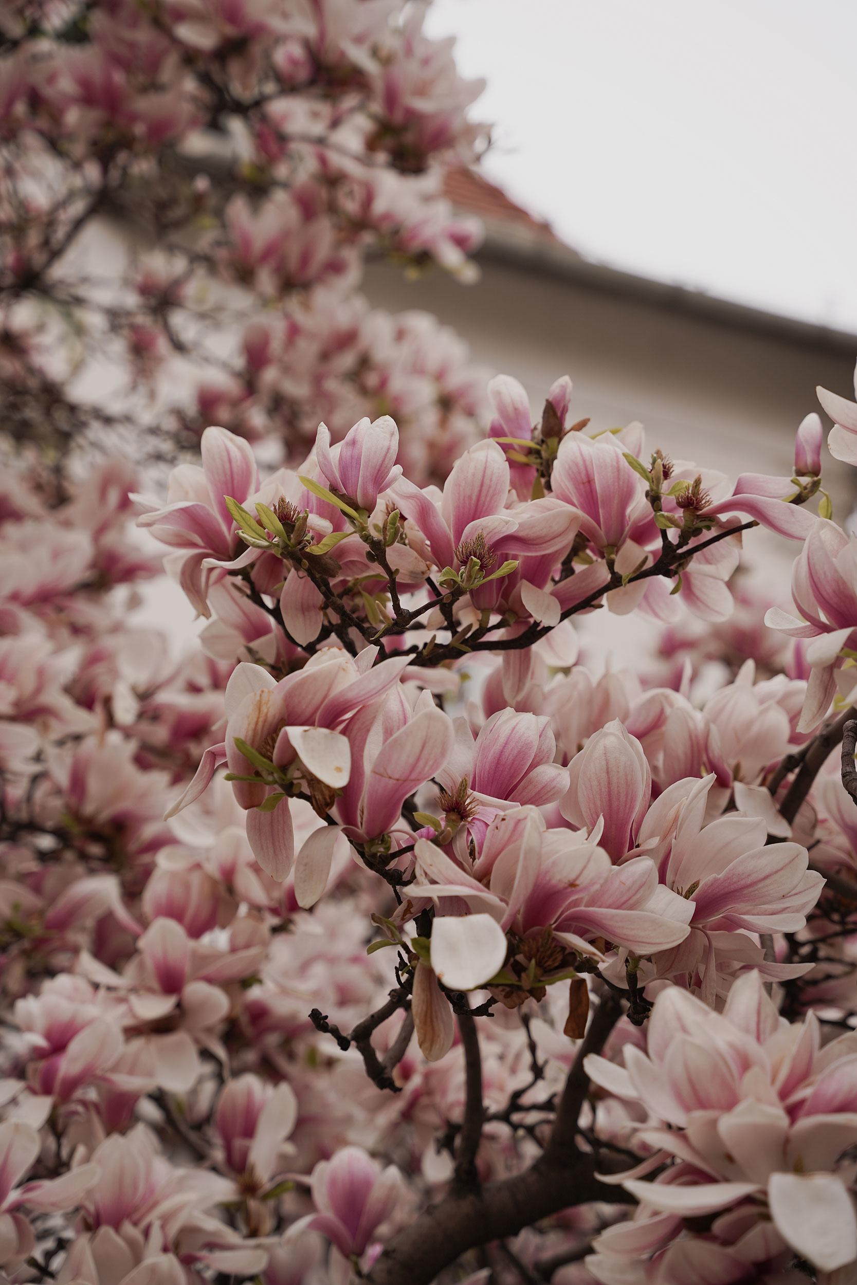 Magnolien Baum Wien Spring Vienna