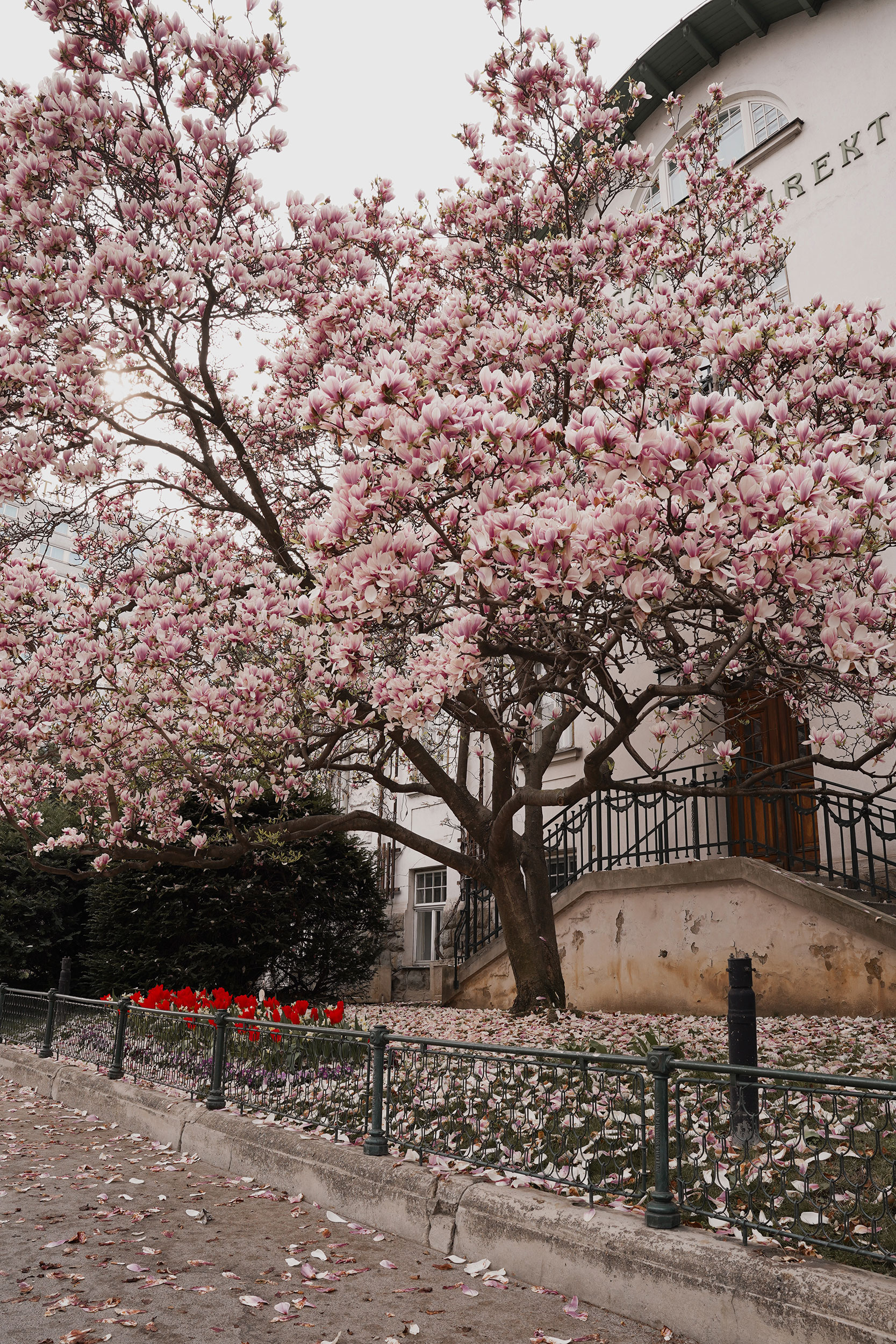 Magnolien Baum Wien Spring Vienna