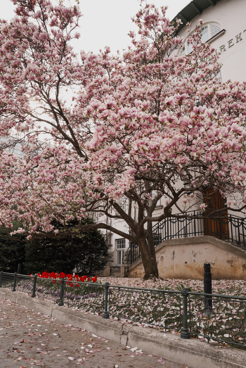 Magnolien Baum Wien Spring Vienna